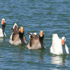 play Jigsaw: Swimming Geese