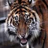 play Tiger Closeup Sliding