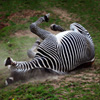 play Jigsaw: Dusty Zebra