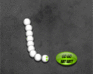 play Reflex Snake