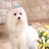 play Puzzles Maltese Puppies