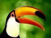 play Bird Hunter