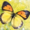 play Beautiful Butterfly.