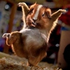 play Karate Kidster 2010
