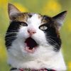 play Funny Cats