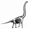 play Dinosaur Skeleton
