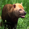 play Jigsaw: Bush Dog