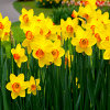 play Jigsaw: Daffodils