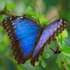 play Jigsaw: Blue Morpho