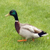 play Jigsaw: Mallard Duck