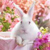 play Flowers Rabbit