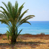 play Jigsaw: Palm Tree