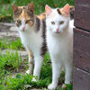 play Jigsaw: Two Cats