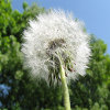 play Jigsaw: Dandelion