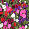 play Jigsaw: Petunia