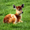 play Jigsaw: Baby Antelope