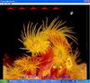 play Starfish Breakout