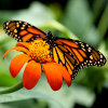 play Jigsaw: Monarch Butterfly