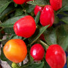 play Jigsaw: Chilies