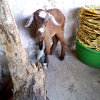 play Jigsaw: Goat