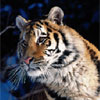 play Fta - Tigers