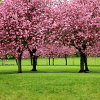 play Jigsaw: Sakura Trees