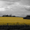 play Jigsaw: Yellow Field