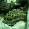 play Jigsaw: Turtle