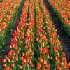 play Jigsaw: Tulip Field