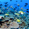 play Reef Fish Puzzle