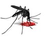 play Mosquito Killer