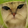 play Funny Cat Knight