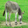 play Jigsaw: Donkey