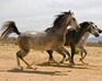 play Amazing Horse