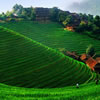 play Chinese Landscape