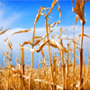 Cereal Crop Jigsaw