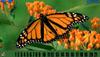 play Hidden Number - Butterfly