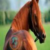 play Super Horse Jigsaw