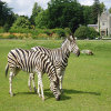 play Jigsaw: Zebra Couple