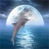 play 3D Dolphin Jigsaw Puzzle