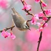 Bird At Spring