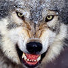 play The Wolf Soul