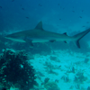 play Shark Puzzle