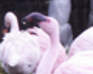 play Flamants Roses Puzzle