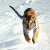 play Tigers