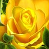 play Roses