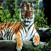 play Puzzles: Tigers