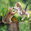 play Cats Fight Jigsaw