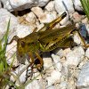 play Jigsaw: Grasshopper