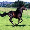 play Puzzles: Black Horses